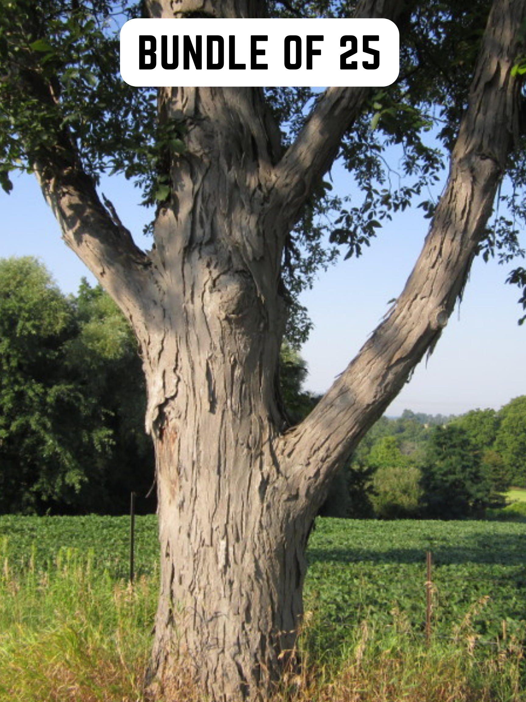 Shagbark Hickory