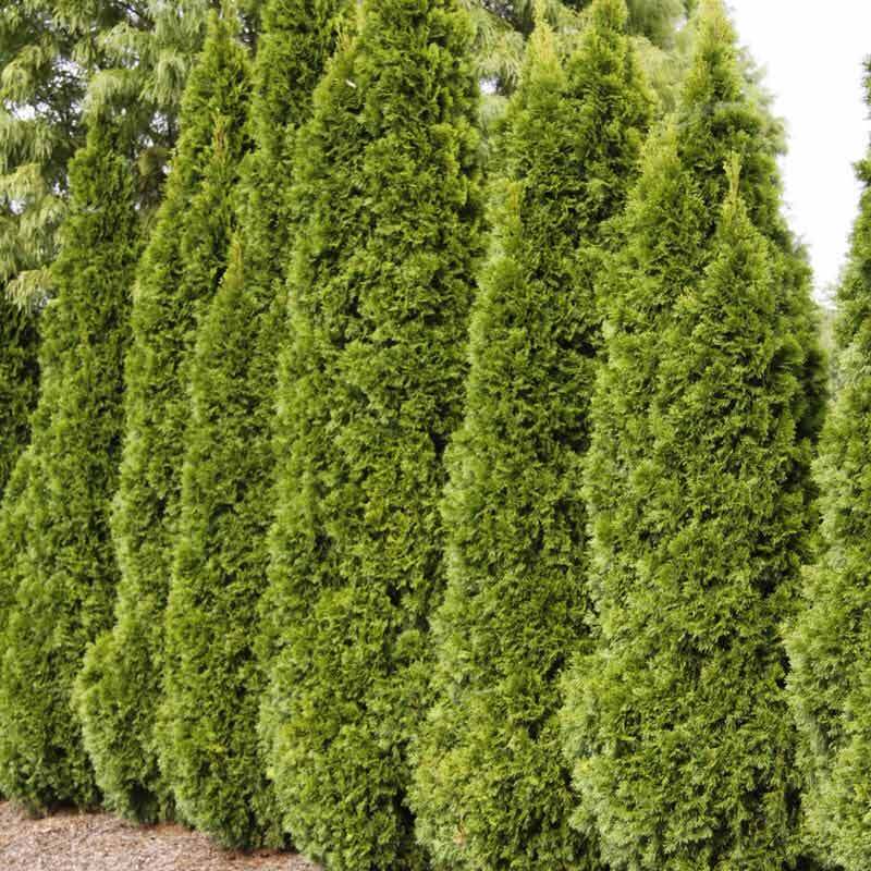 Emerald Green Arborvitae (612") Outagamie County Tree Sale